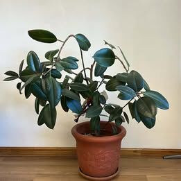 LIVE Rubber Plant (Ficus Elastica) – 4ft Tall, Mature & Ready to Thrive