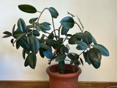 LIVE Rubber Plant (Ficus Elastica) – 4ft Tall, Mature & Ready to Thrive