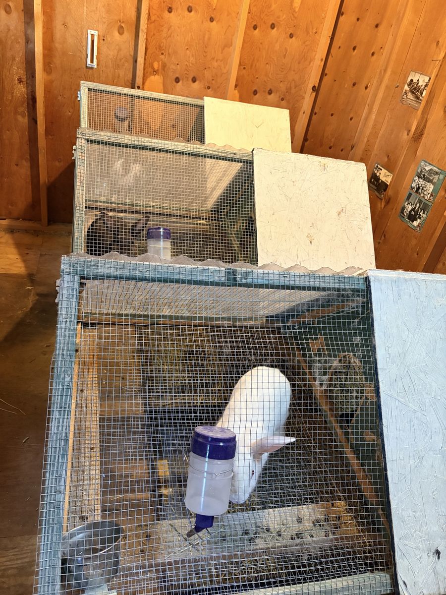 Meat rabbits breeding trio