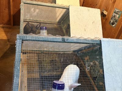 Meat rabbits breeding trio