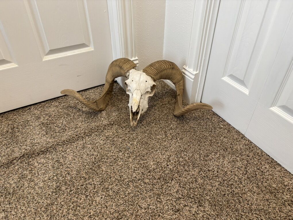 Sheep Skull