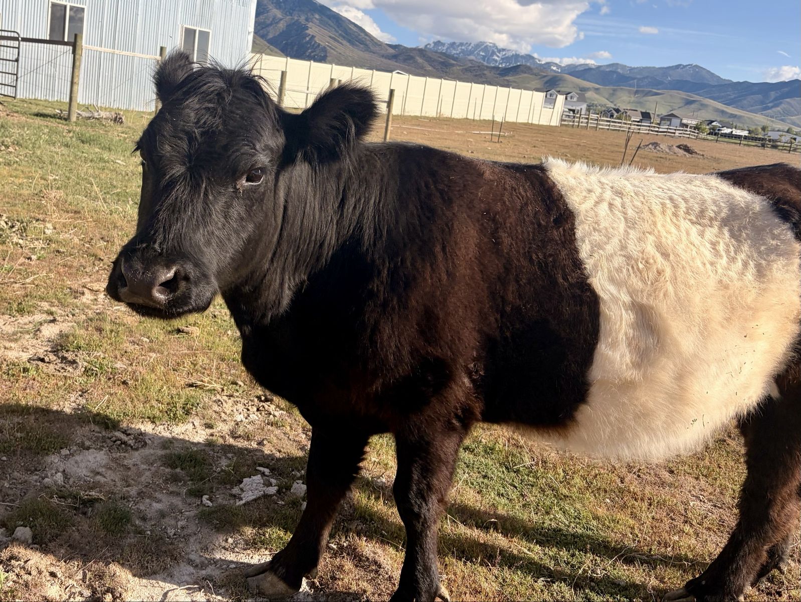 Belted Galloway Cow