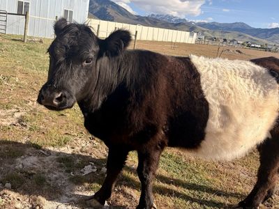 Belted Galloway Cow