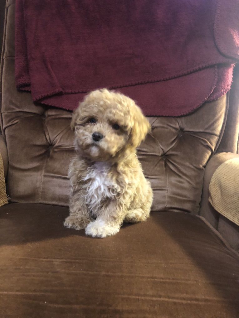 Toy Poodle