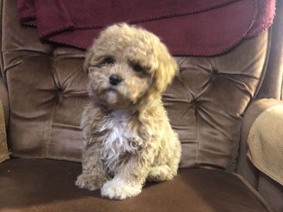 Toy Poodle