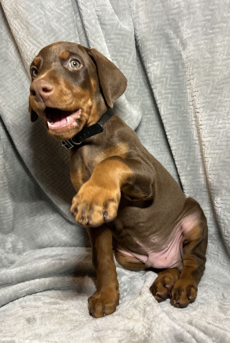 Doberman Puppies Ready This Weekend!