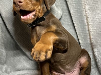 Doberman Puppies Ready This Weekend!