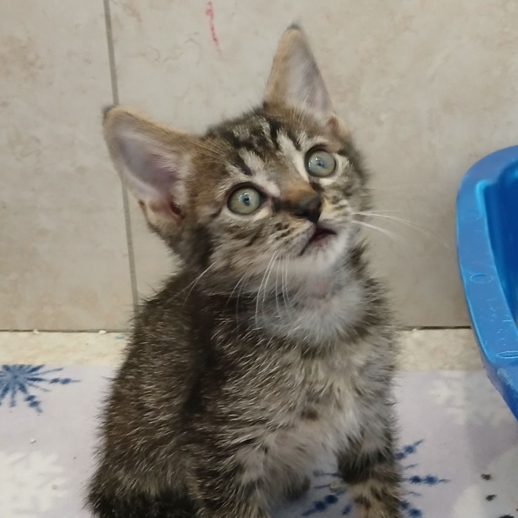 Hello my name is Rupee