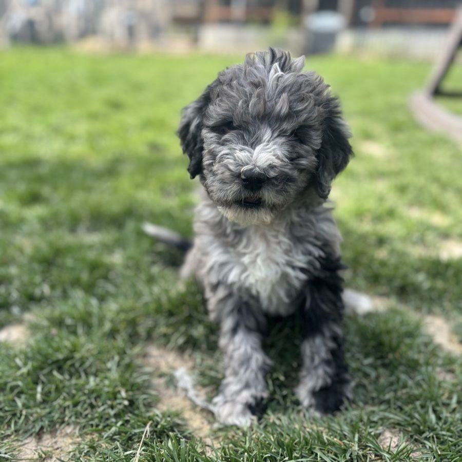 Golden Doodle Puppies