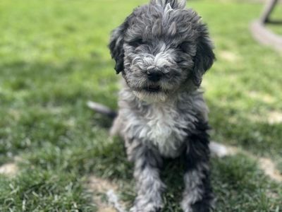 Golden Doodle Puppies