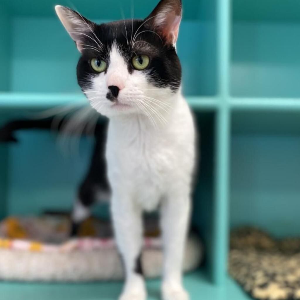 Hello my name is Checkers