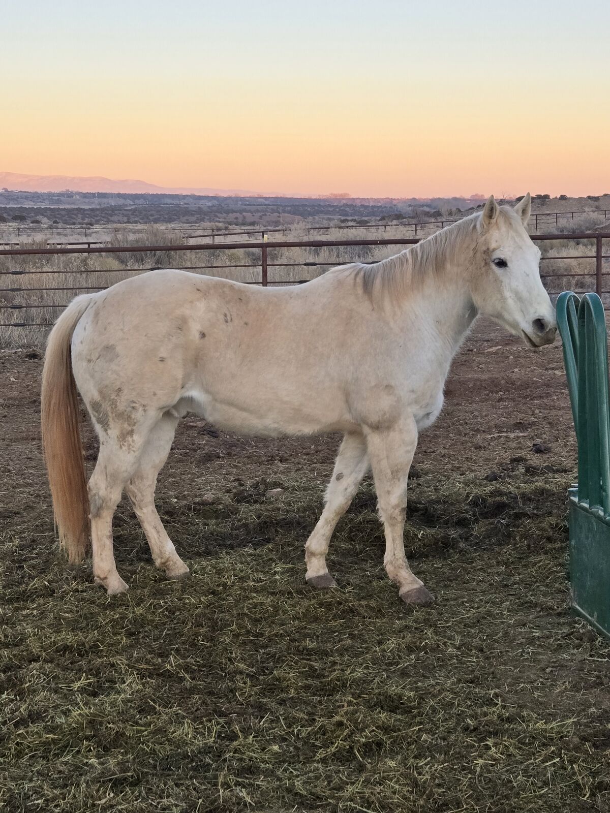 16 year old gelding