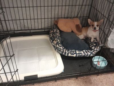 Male Chihuahua puppy