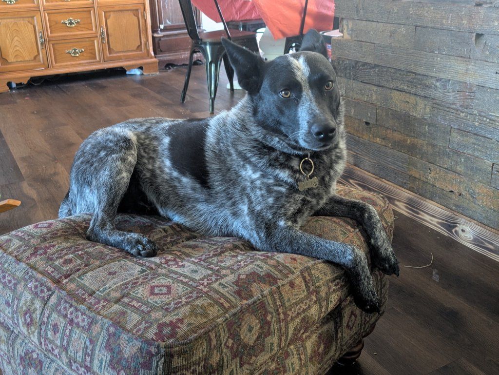 3 year old blue heeler