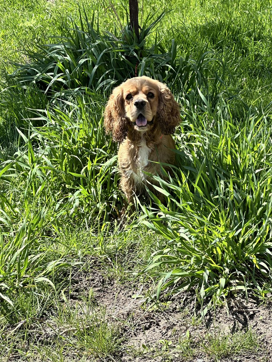 AKC Cocker Spaniel Stud