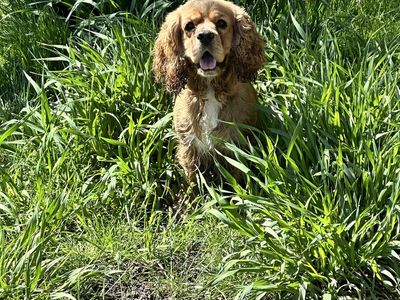 AKC Cocker Spaniel Stud