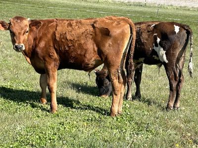Steer calves