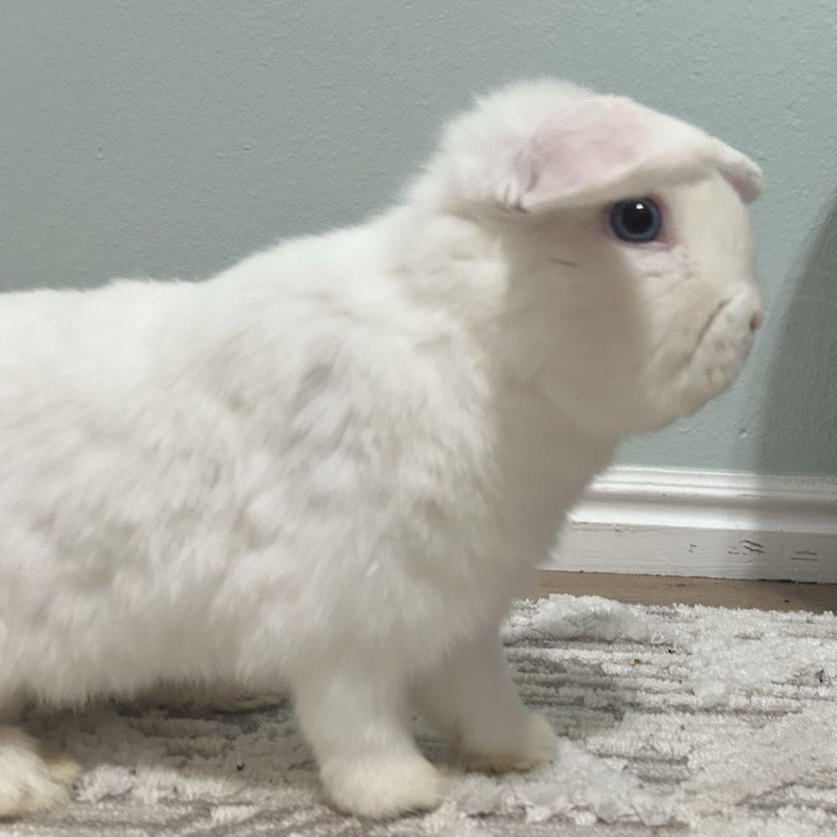Confident & Friendly BEW Holland Lop Buck