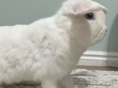 Confident & Friendly BEW Holland Lop Buck