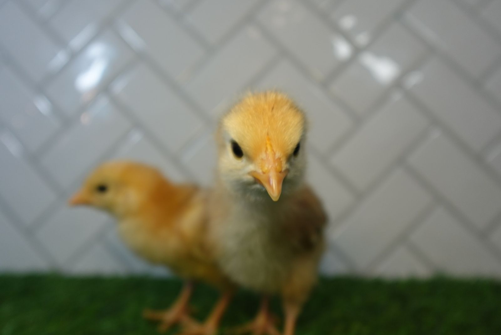 9-16 week hens for sale multiple breeds