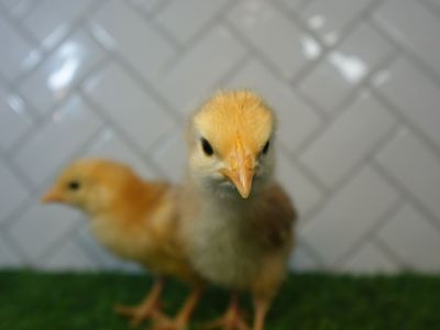 9-16 week hens for sale multiple breeds