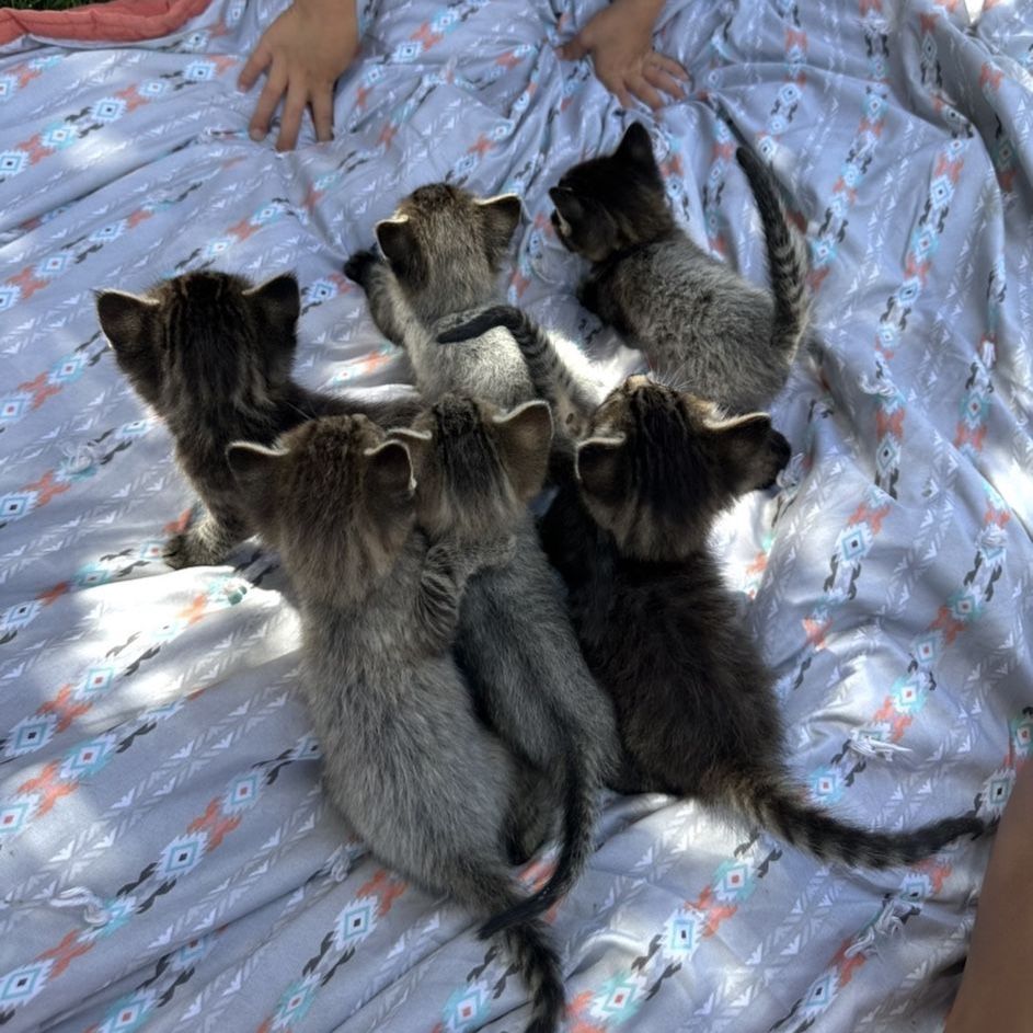 Adorable 6 Week Old Kittens