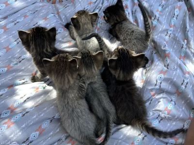 Adorable 6 Week Old Kittens