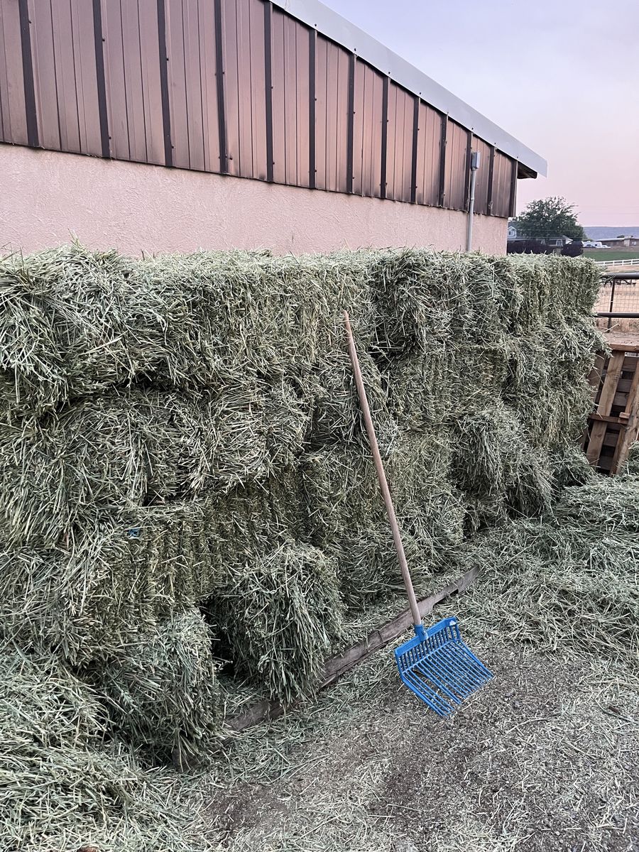 Oat hay