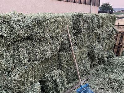 Oat hay