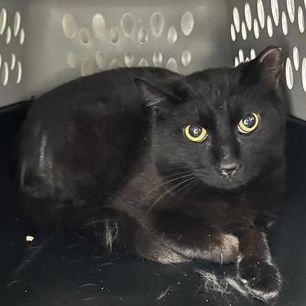 Hello my name is Contigo