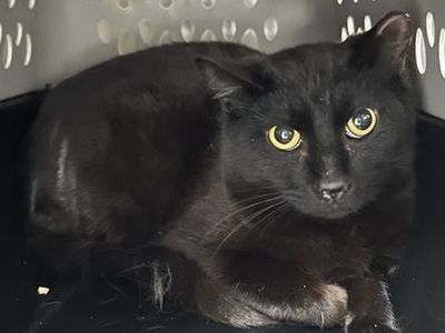 Hello my name is Contigo