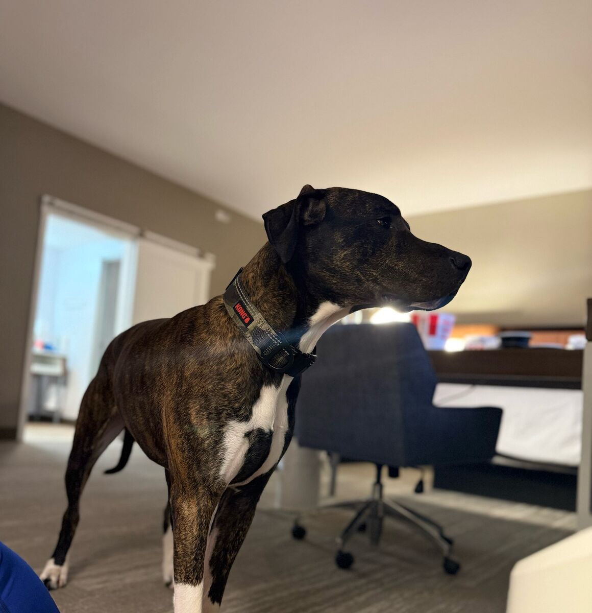 Dogoberman Needs a Home