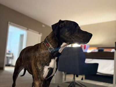 Dogoberman Needs a Home