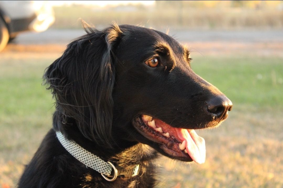 Loveable pup