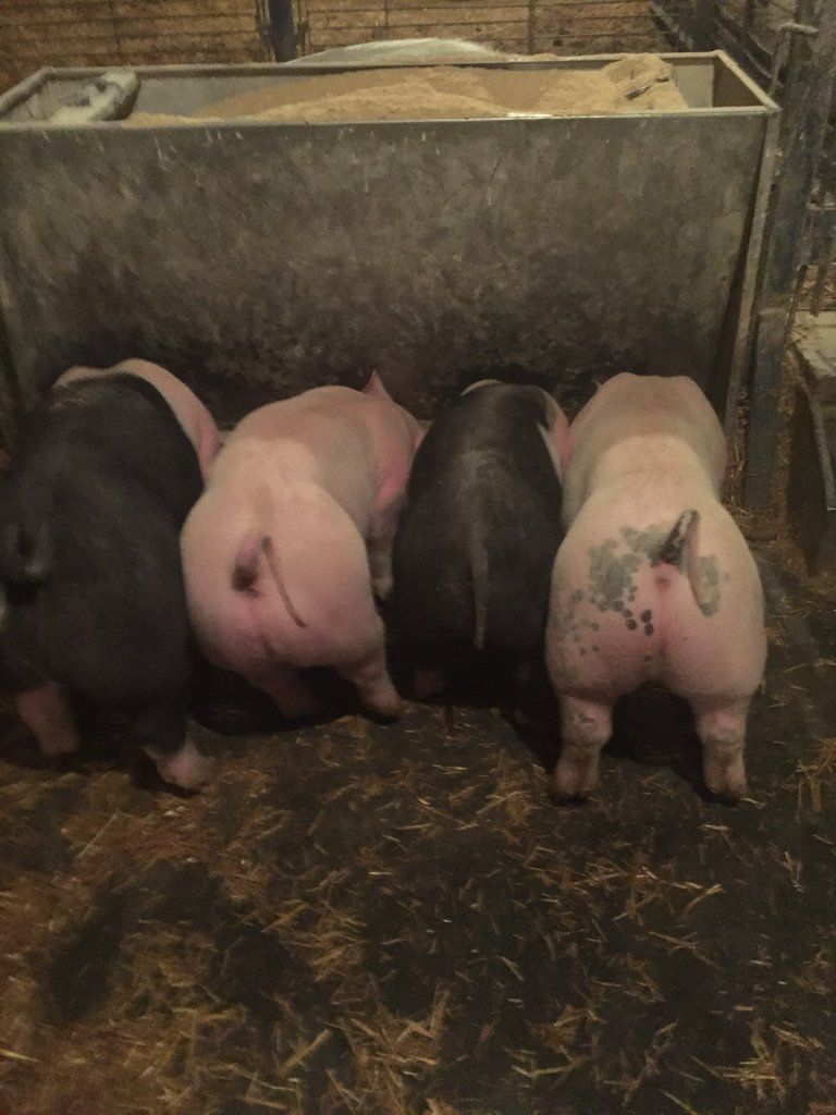 Pork
