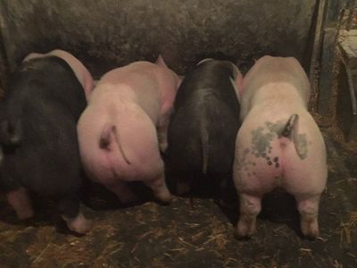 Pork