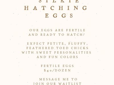 Silkie Hatching Eggs