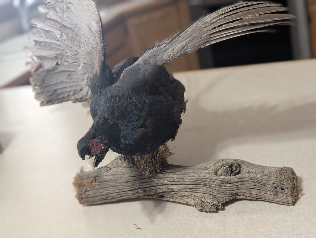 taxidermy mount of a Melanistic Mutant Pheasant,