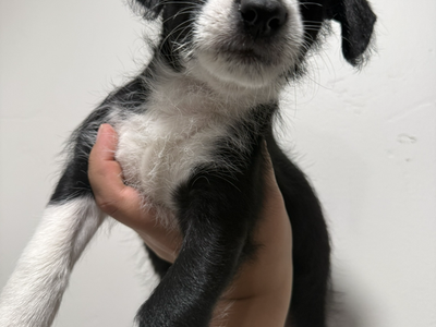 Puppies
