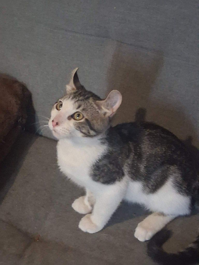 Adorable American Curl Mix Kittens - Unique Ears & Playful Personalities, Ready for Forever Homes