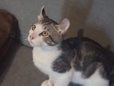 Adorable American Curl Mix Kittens - Unique Ears & Playful Personalities, Ready for Forever Homes