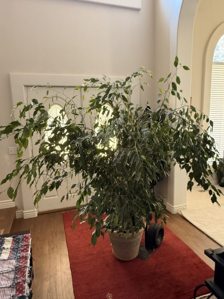 Weeping Fig (Ficus Benjamina) - Lg House Plant