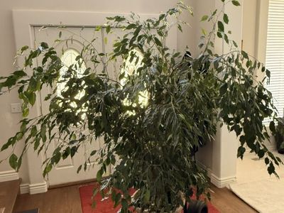Weeping Fig (Ficus Benjamina) - Lg House Plant