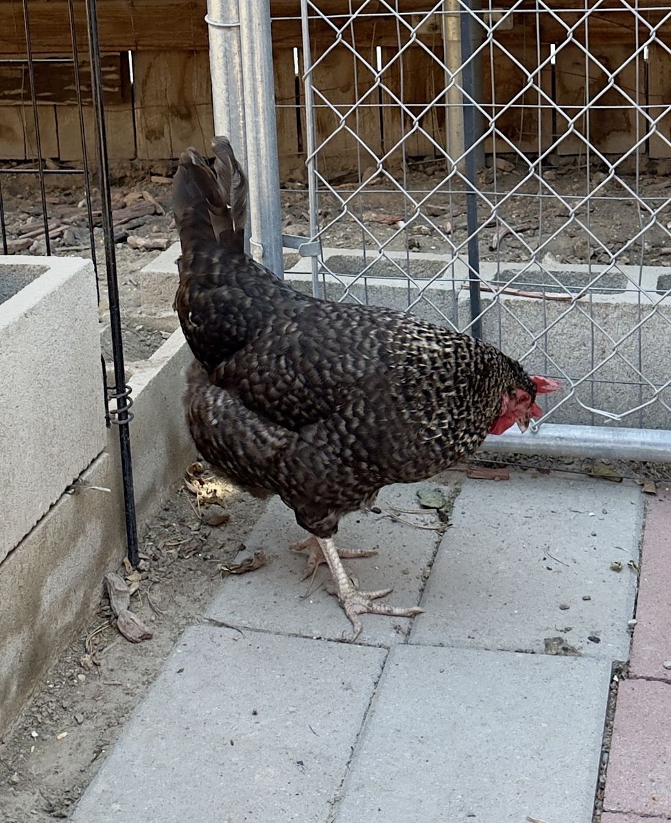 Chickens