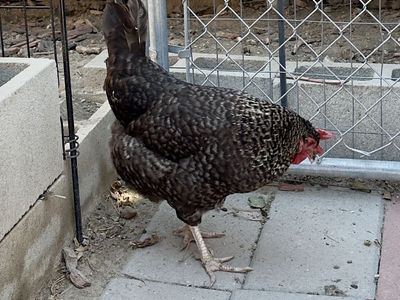 Chickens