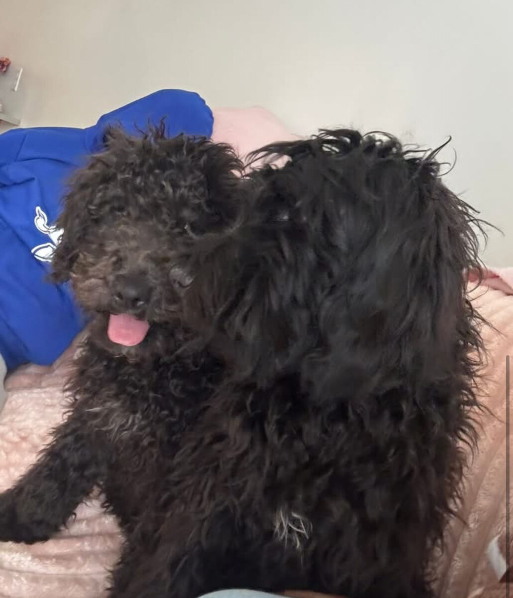 FOUND 2 BLACK SHAGGY DOGS AT MOMENTUM APARTMENTS