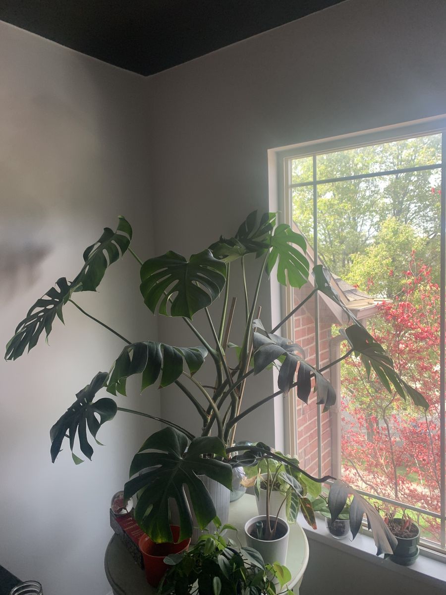 Massive Monstera