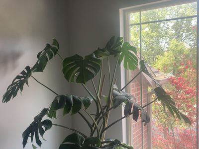 Massive Monstera