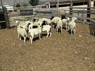 For Sale Healthy Dorper Sheep