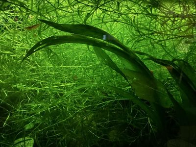 Guppy Grass for Sale